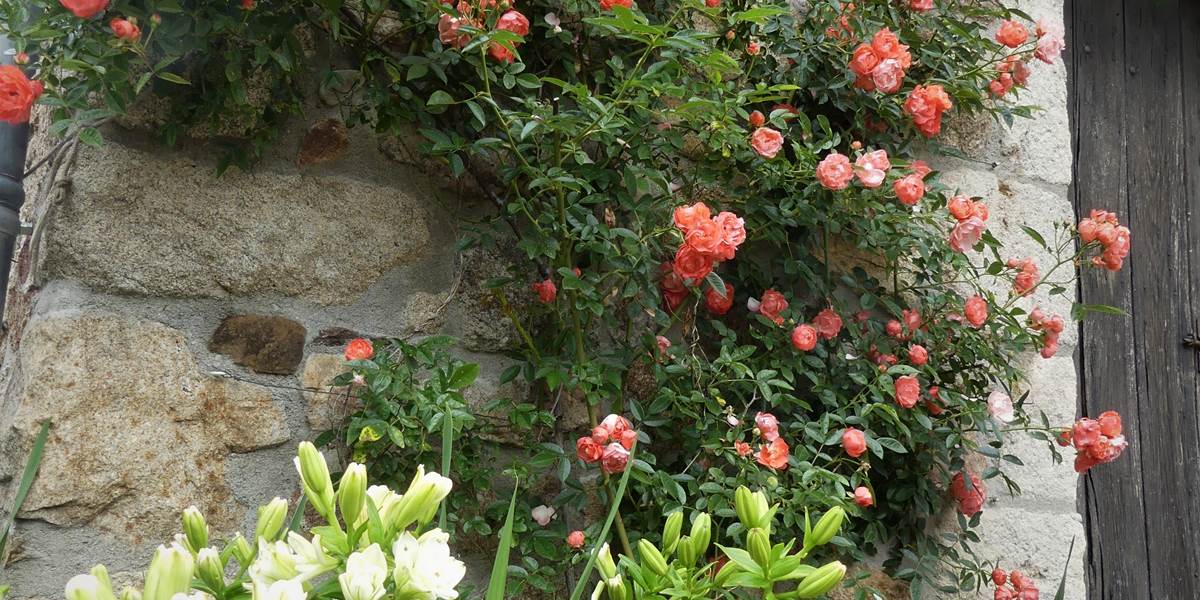 les rosiers habillent la façade