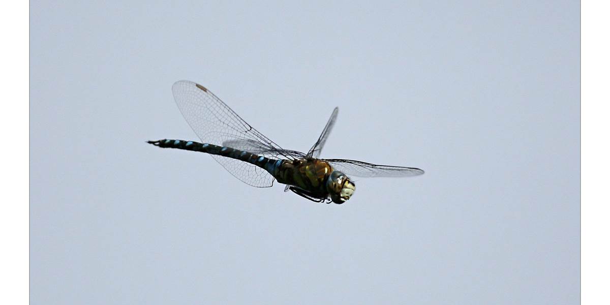 Aeschne Bleue ©Auffret Jean-Louis