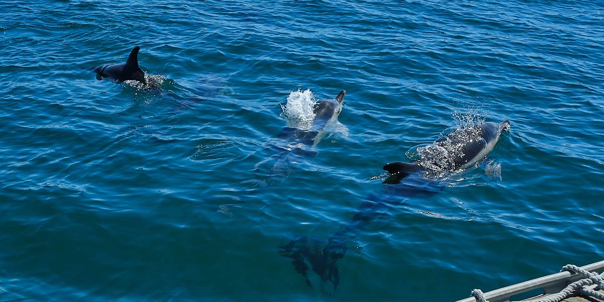 Les dauphins fidèles au rendez-vous