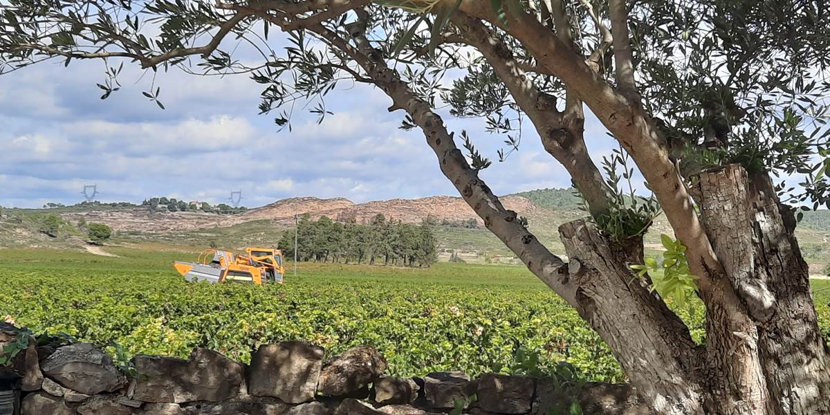 Les vendanges s'observent à Le Coq du Nord-Mailhac 🍇🍇🍇