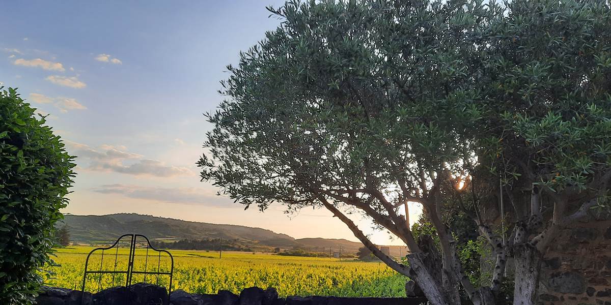 Le Coq du Nord-Mailhac vue sur les vignes