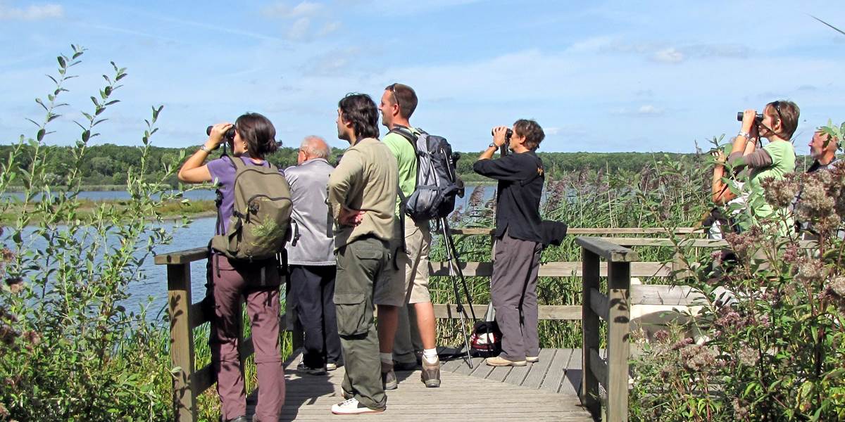 Observation à l'étang de Virelles