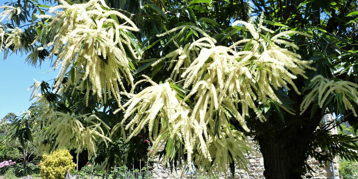 l'odeur énivrante des châtaigniers en fleurs