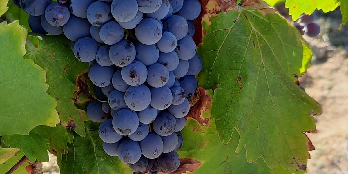 Les vendanges à Mailhac 🍇🍇🍇