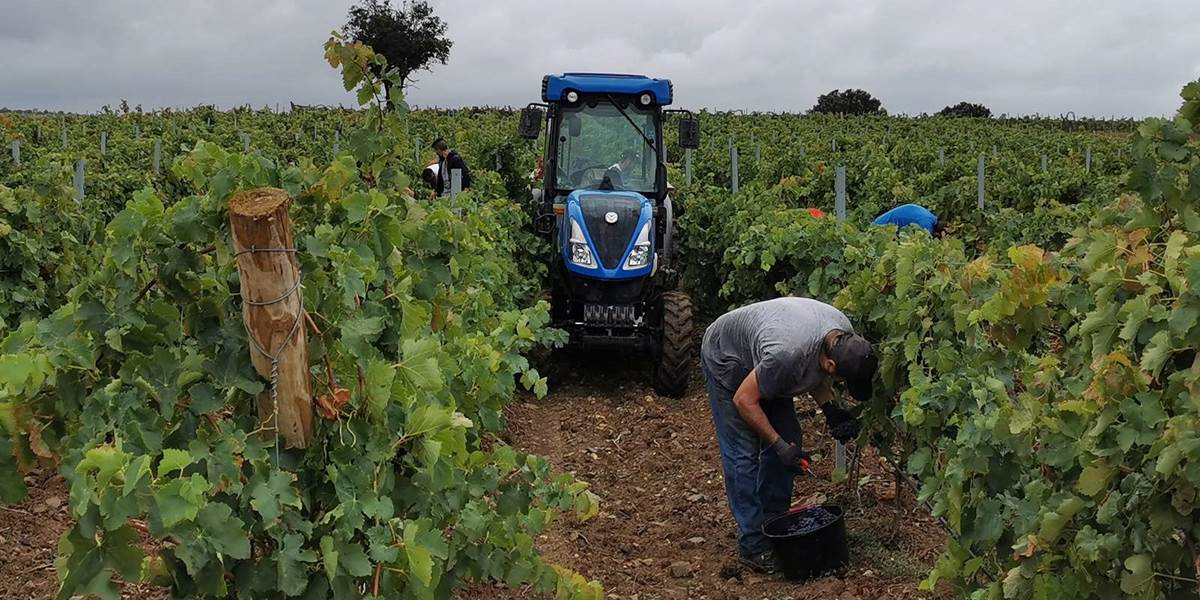 Vendanges à la main...