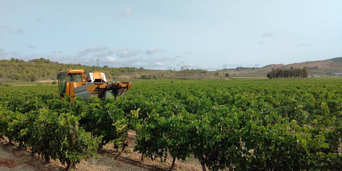 Les vendanges Mailhac 🍇🍇🍇
