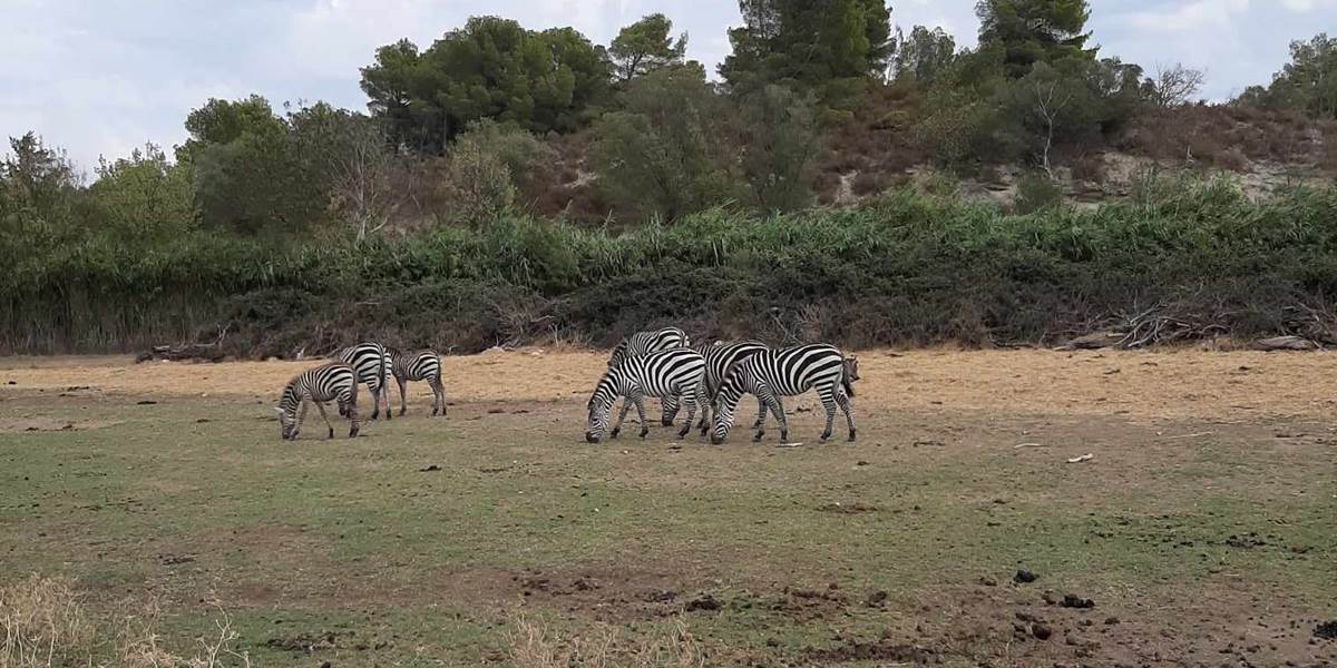 Réserve Africaine de Sigean