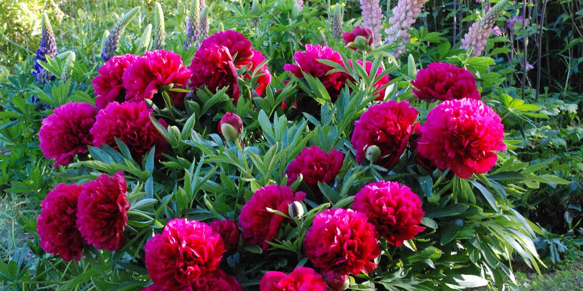 Un beau bouquet de printemps pour vous accueillir!