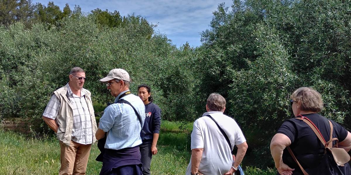 Balade dans les oliveraie du Mas D'Antonin