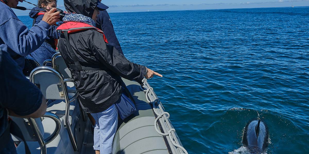 Dauphin  jouant dans les vagues du bateau
