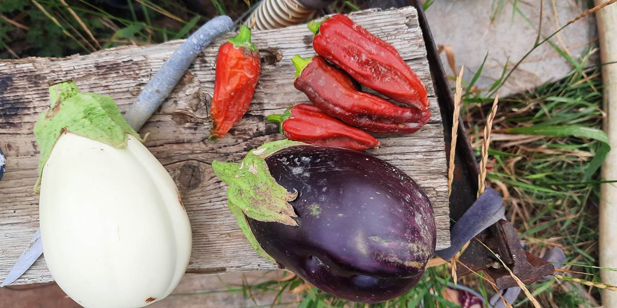 Légumes du potager du Le Coq du Nord - Mailhac