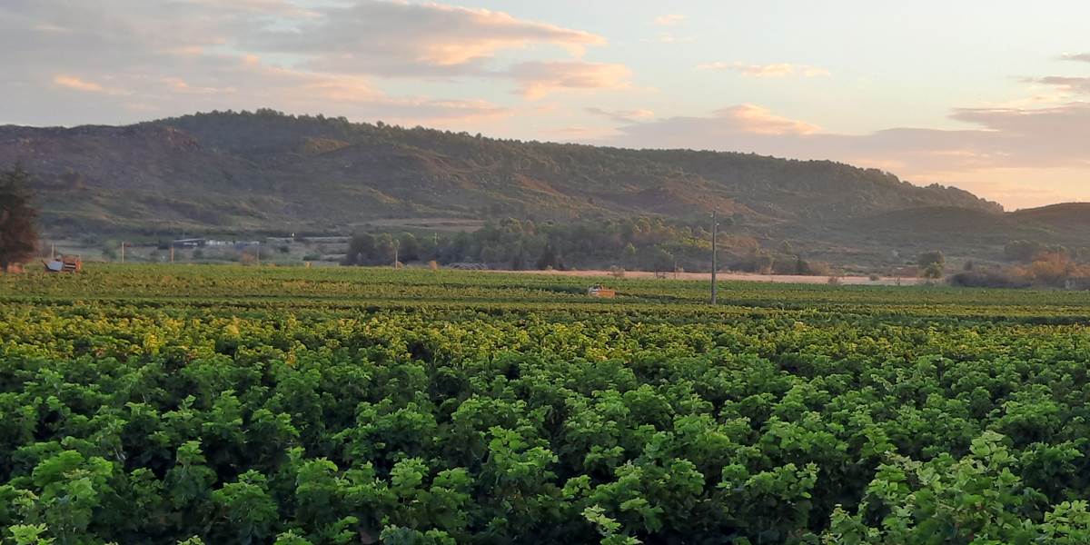 Vacances... Balade dans les vignes