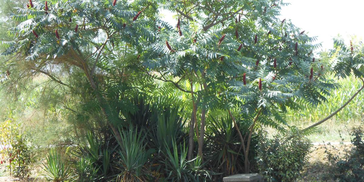 Jardin Horizon des Landes