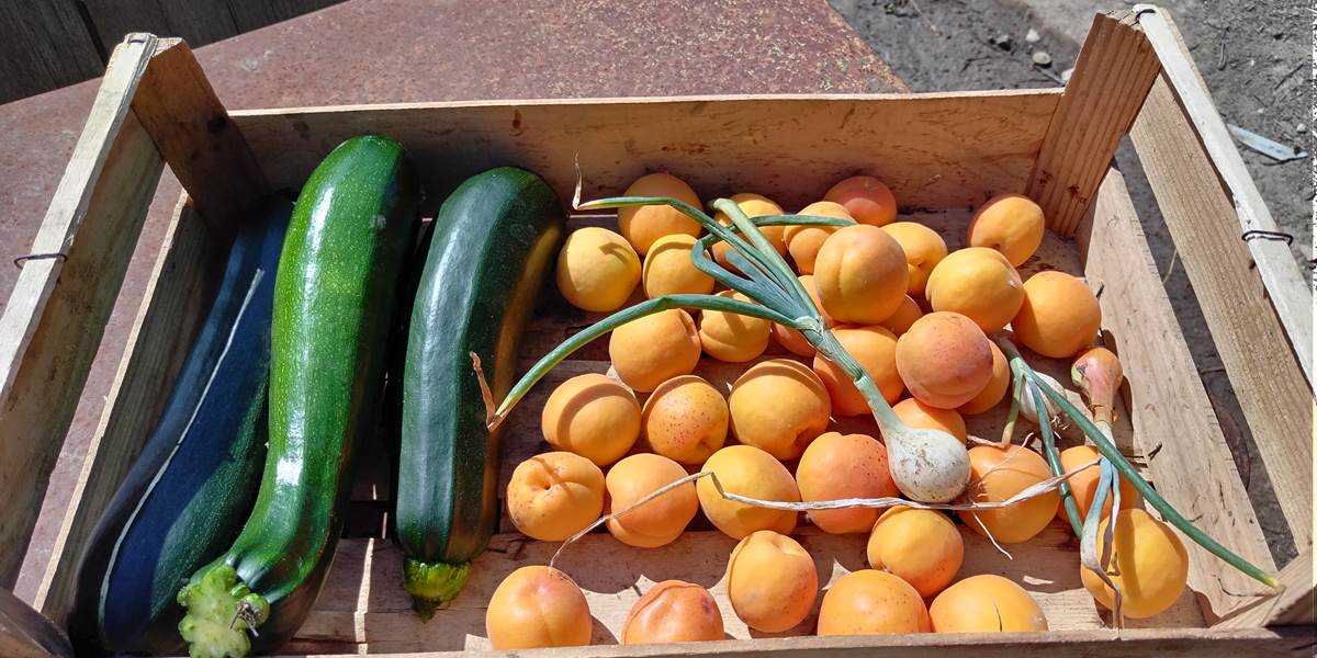 On se régale avec les produits du potager du Coq du Nord -Mailhac