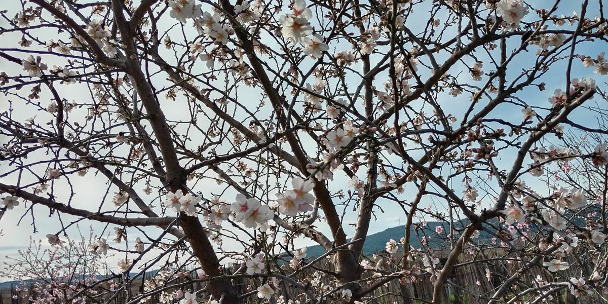 Nos premiers arbres en fleurs 🌸🌼🌺