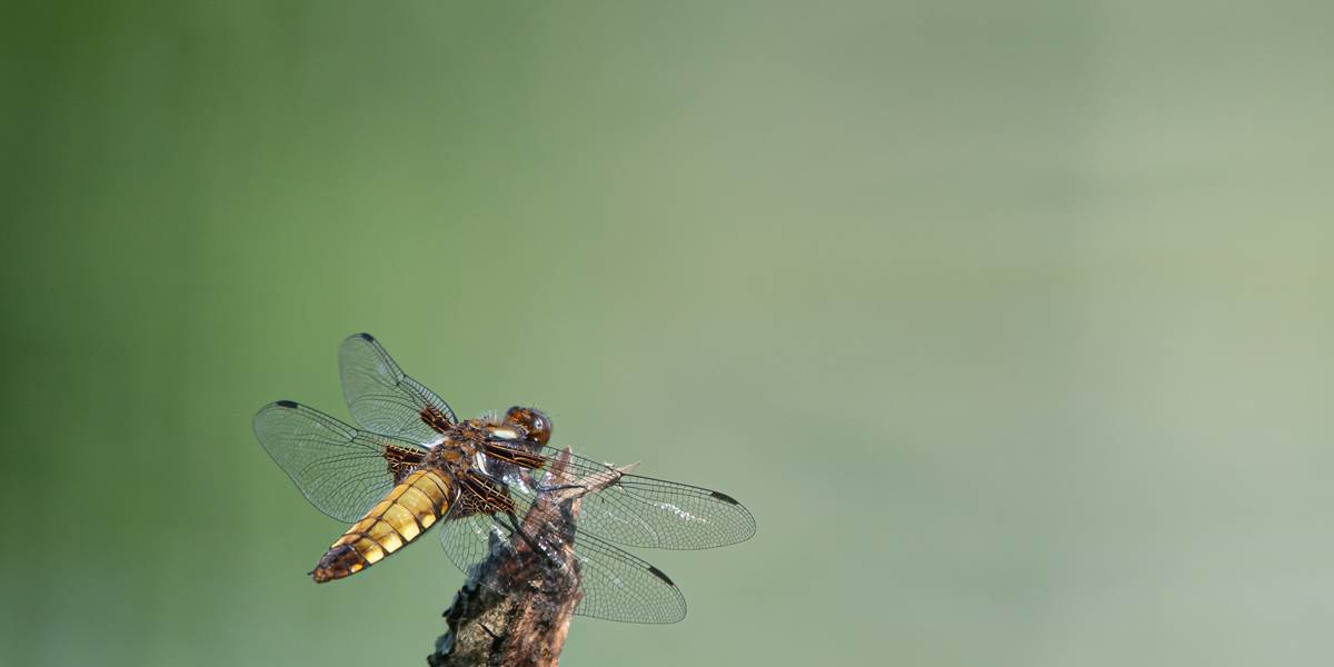 Libellule ©Thomas Bosmans