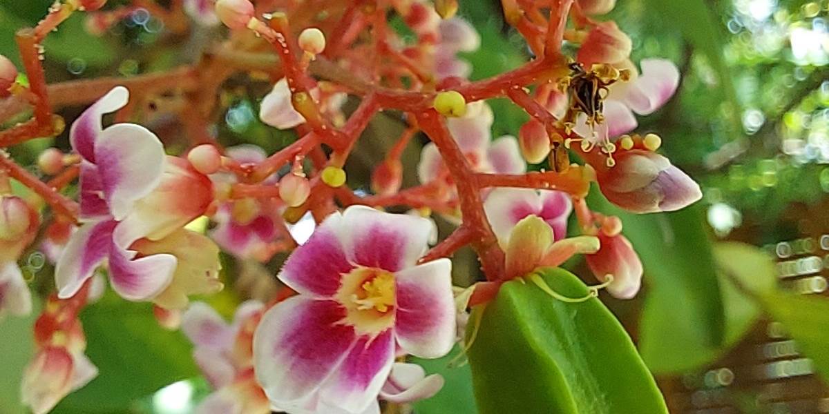 Carambole