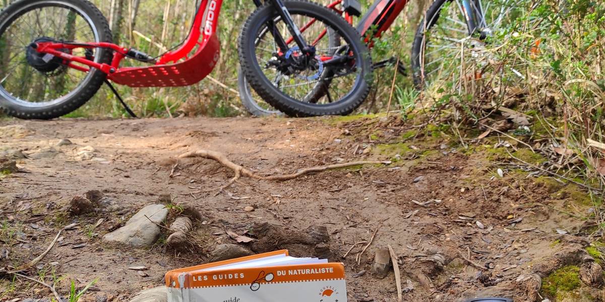 Trotinette électrique avec BigupCycling