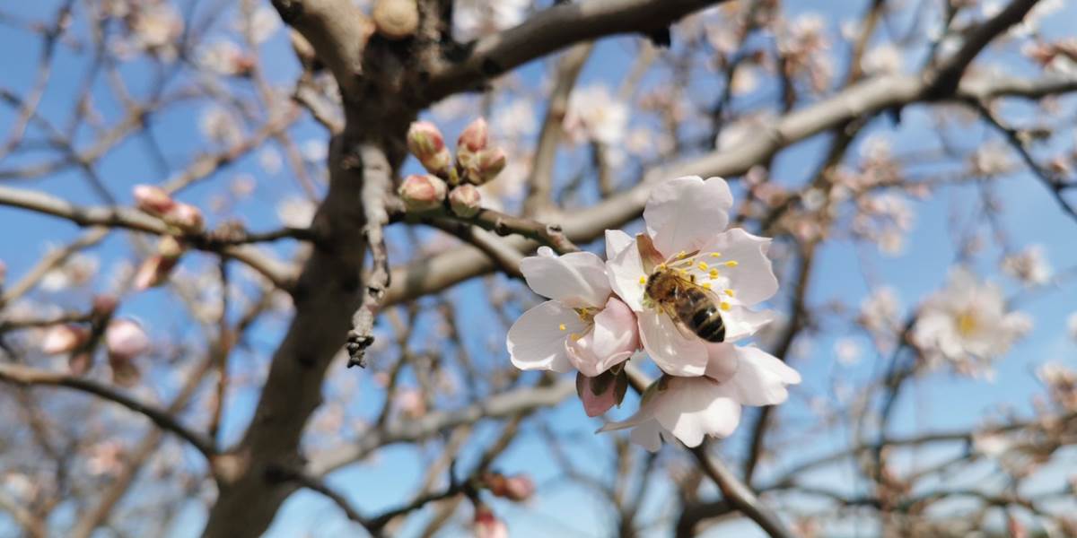 Les abeilles butinent avec enthousiasme