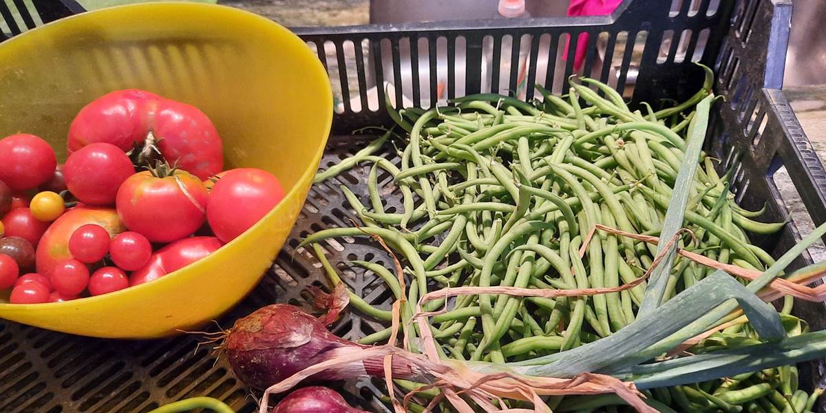 Légumes du potager "Le Coq du Nord -Mailhac"