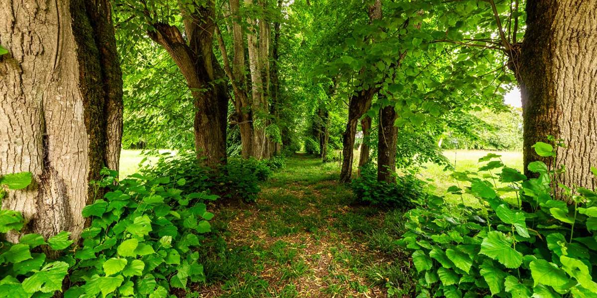 Une des allées de tilleuls centenaires du parc du château