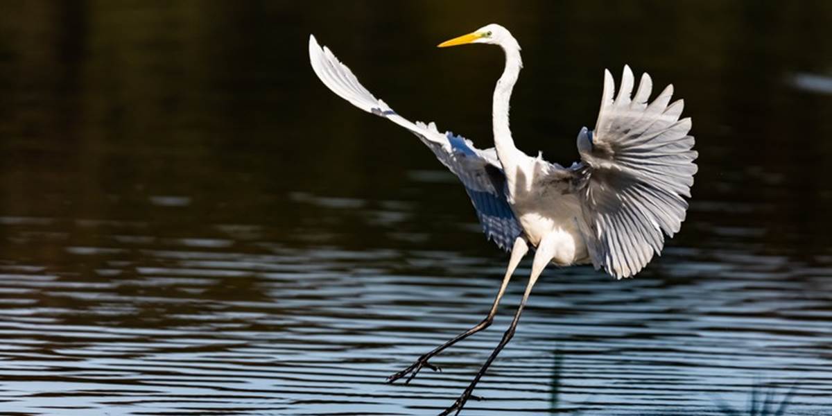 Grande Aigrette