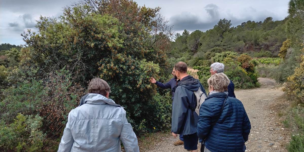 Découverte des plantes sauvages comestibles