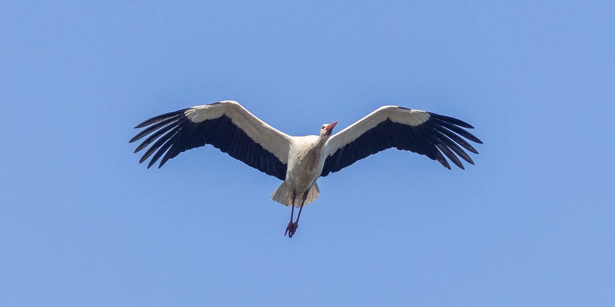 23-04-2021-Cigogne blanche-4- Gillard Jean-Michel