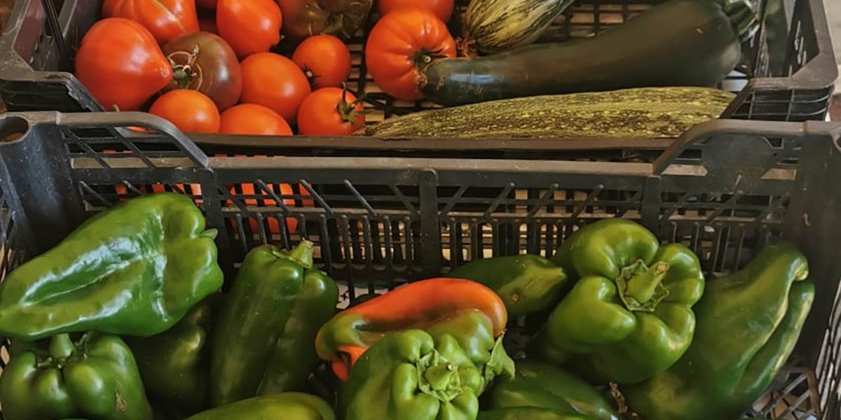 Venez savourer nos légumes du potager gorgés du soleil du Sud