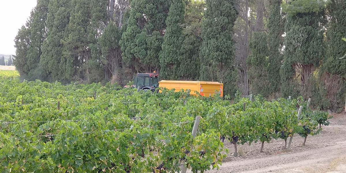 Les vendanges s'observent à Le Coq du Nord-Mailhac 🍇🍇🍇