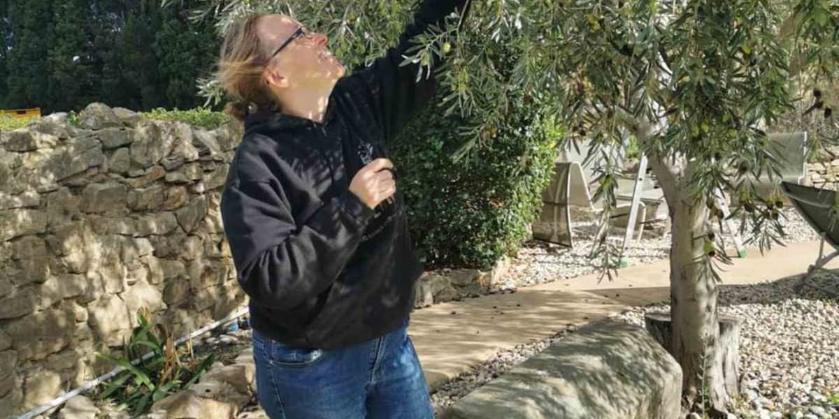 Le Coq du Nord - Mailhac récolte ses olives