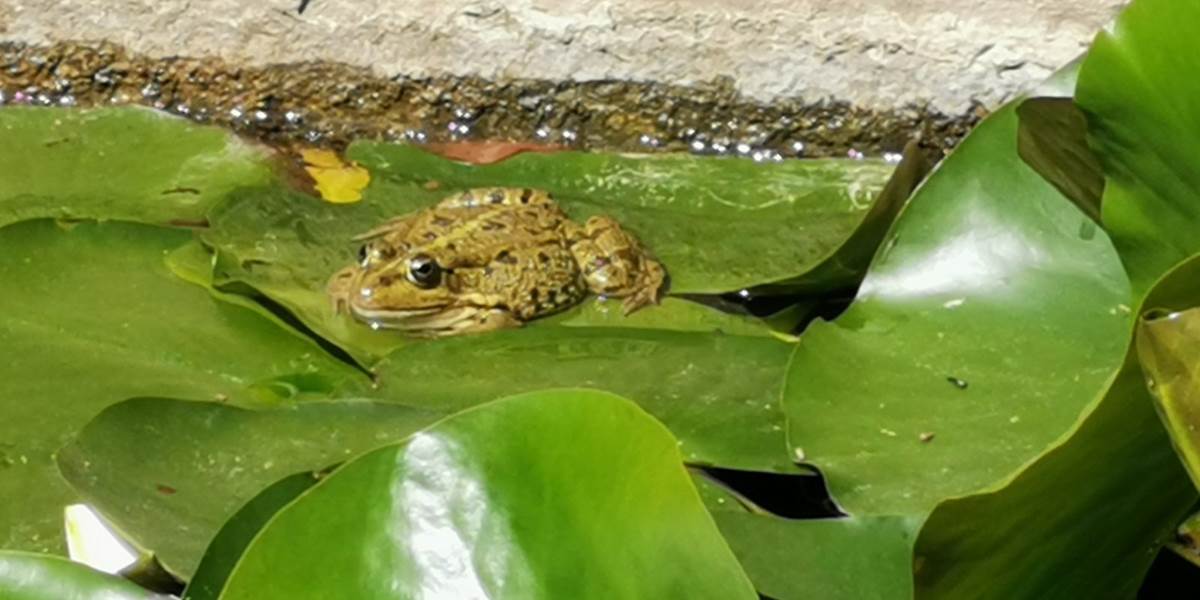 Le plaisir d'observer la Nature
