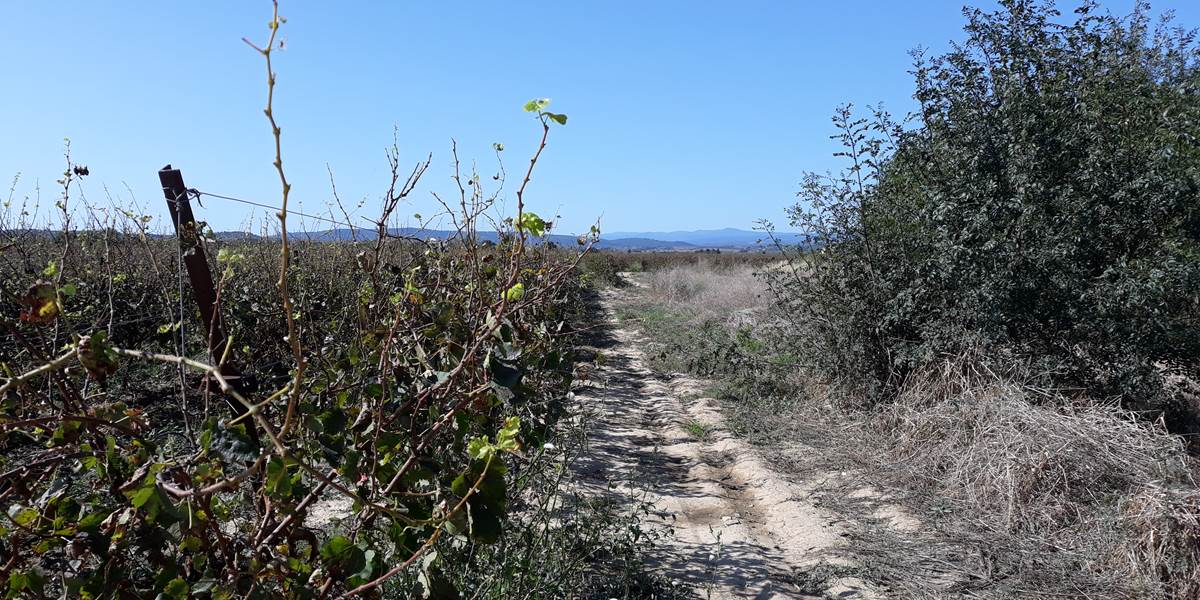 les vignes