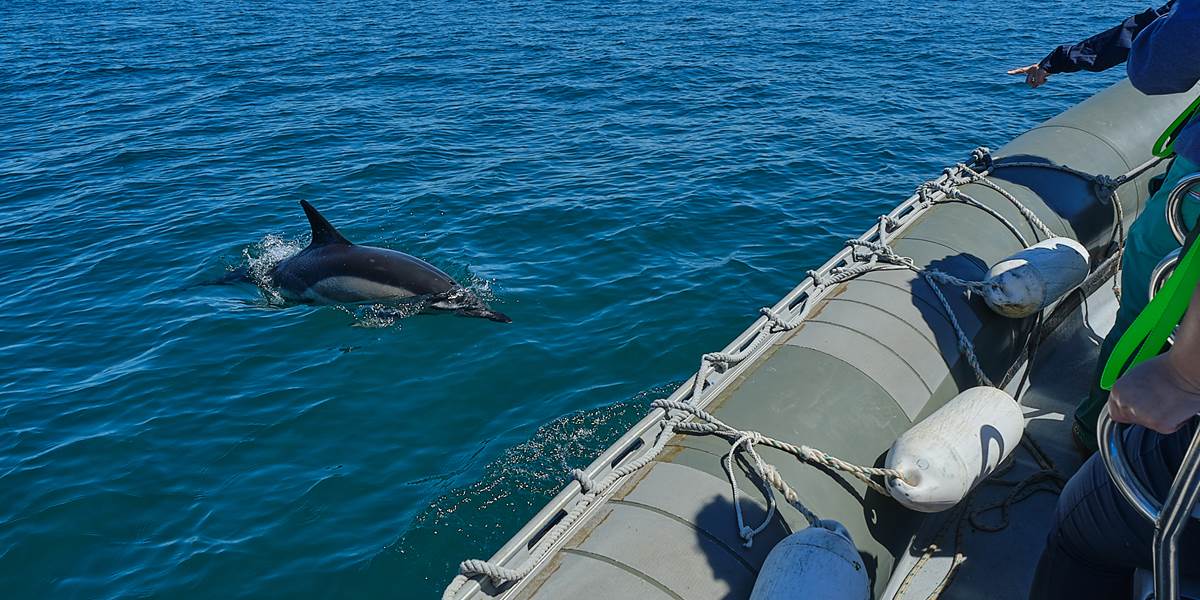 Dauphin commun au large de Penmarc'h