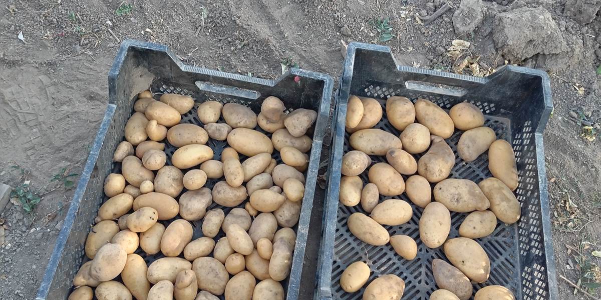 Les légumes du potager Le Coq du Nord Mailhac dans votre assiette