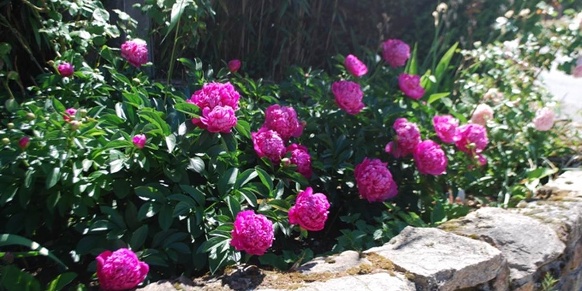 massif pivoines au Ranch des Lacs Hotel de Charme