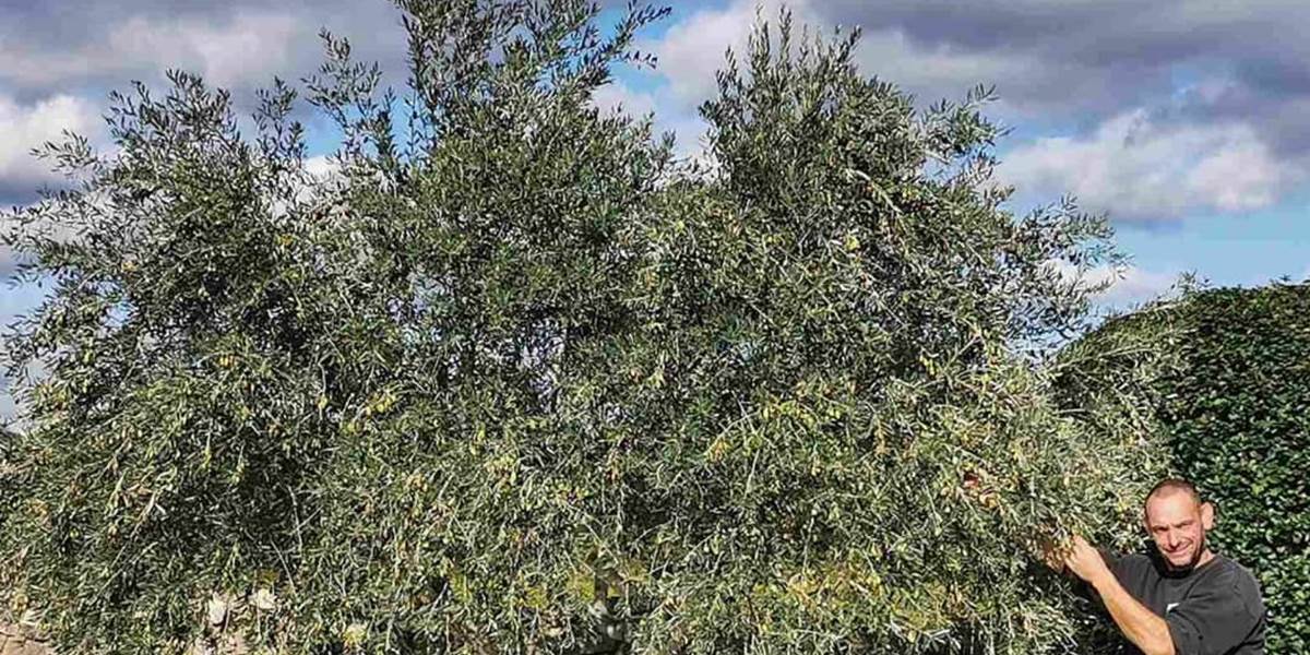 Le Coq du Nord - Mailhac récolte ses olives