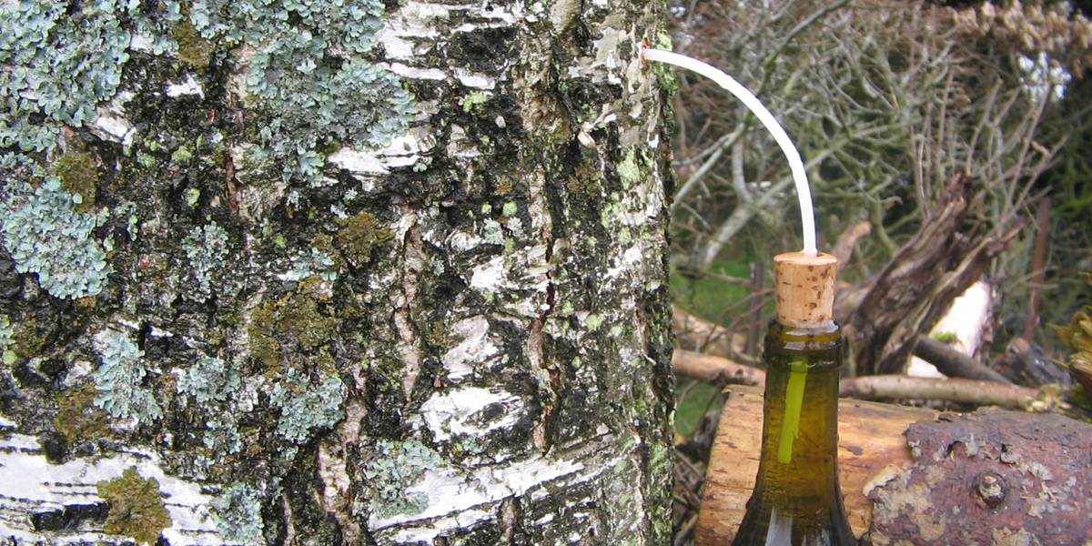 Sève de bouleau