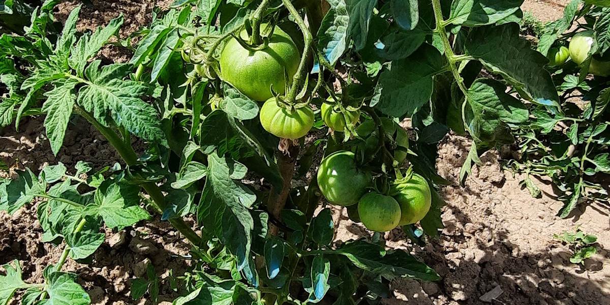 Ça pousse au potager du Le Coq du Nord -Mailhac