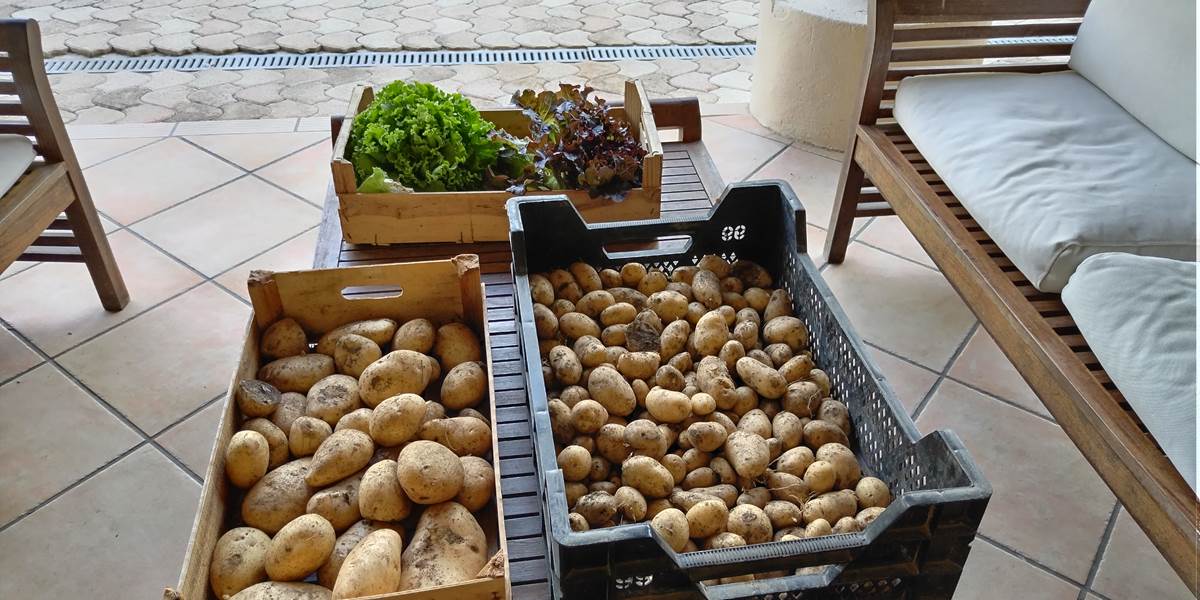 Haa les bons légumes du potager du Le Coq du Nord -Mailhac