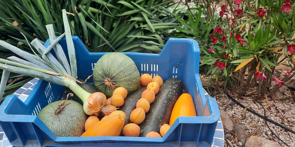La récolte du potager est bonne pour satisfaire les hôtes de Le Coq du Nord -Mailhac