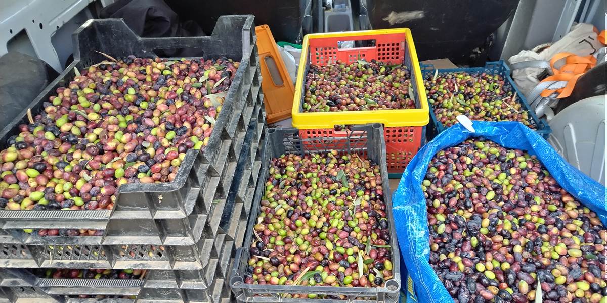 Découverte de l'olive