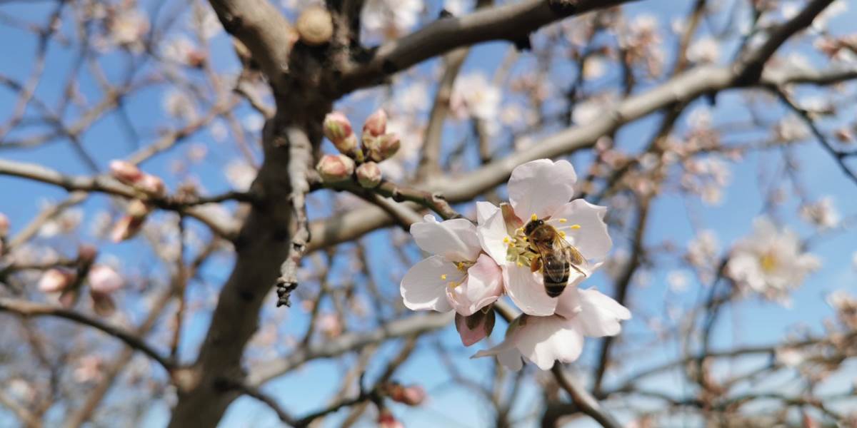 Les abeilles butinent avec enthousiasme
