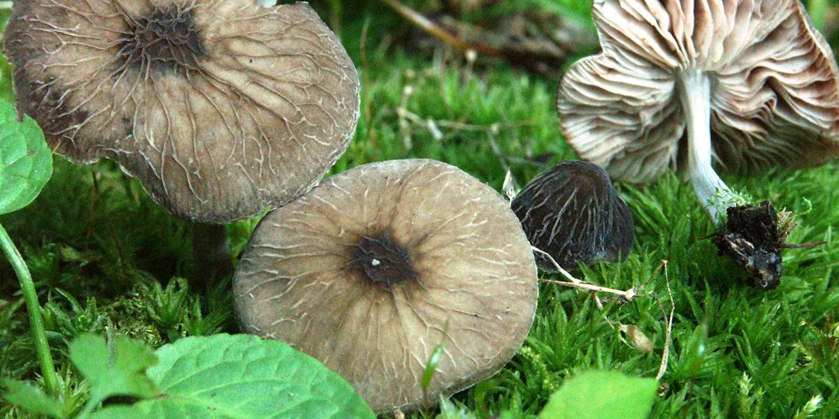 Flémalle balade champignions Bollet Satan (2)