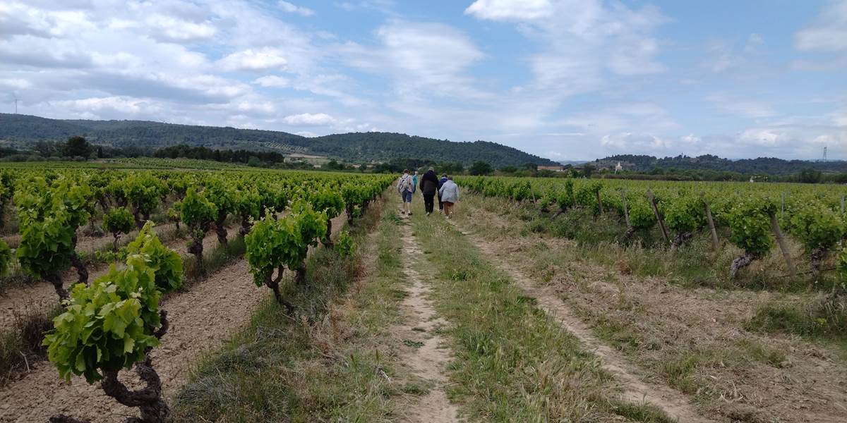 Balade dans les vignes de Mailhac
