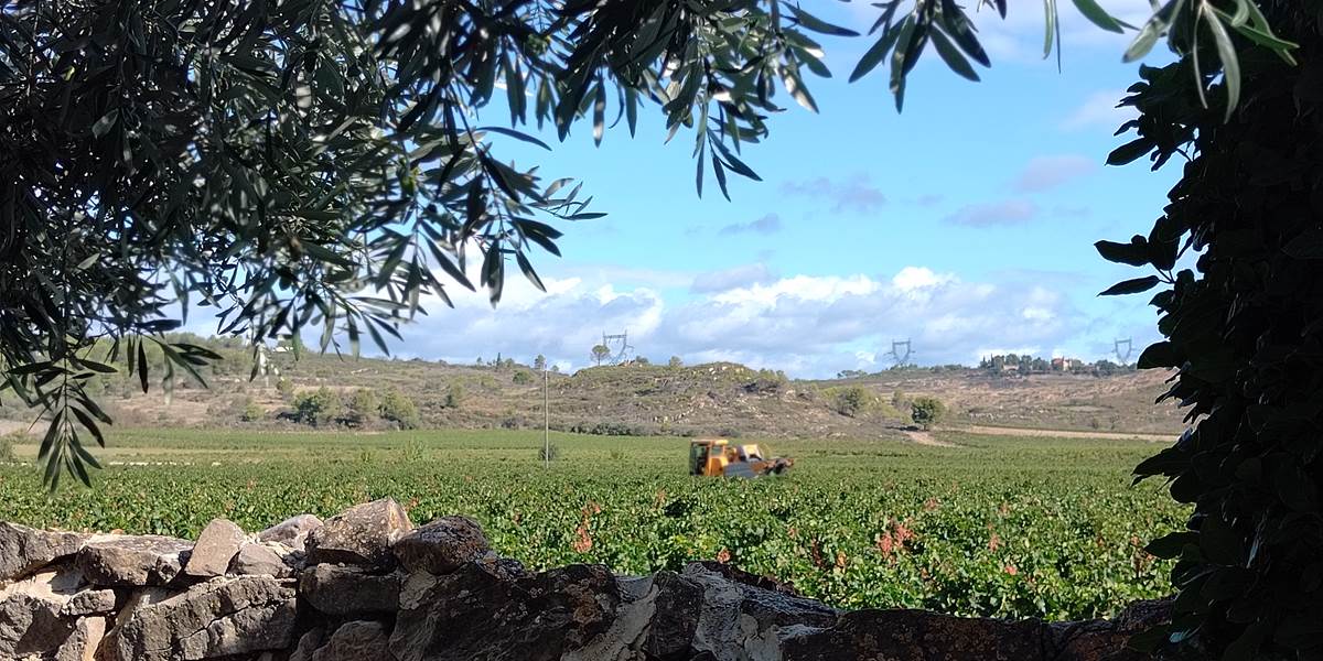 Vendanges vues de Le Coq du Nord Mailhac 🍇🍇🍇