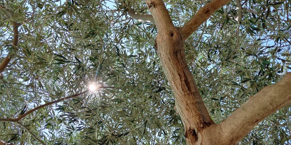 On se détend sous les oliviers du Sud