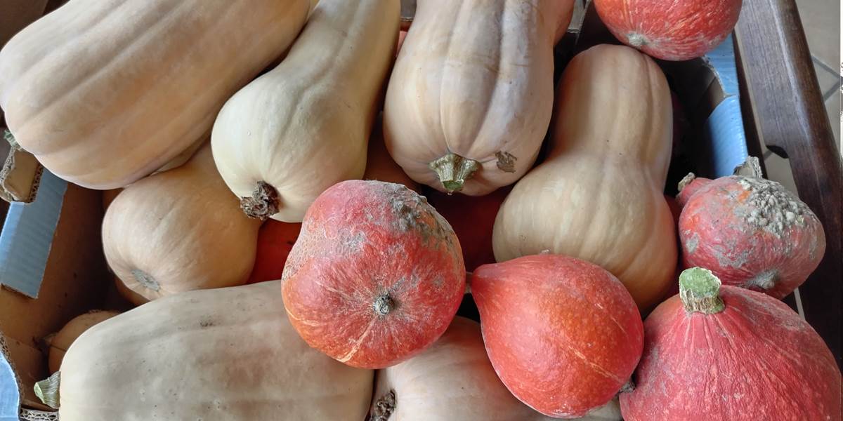 Fête de la courge et butternut du potager du Coq du Nord-Mailhac au Braséro Plancha