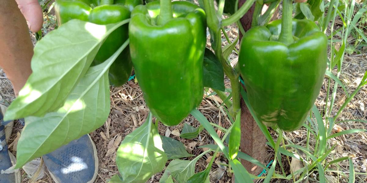 Les légumes du potager pour les tables d'hôtes
