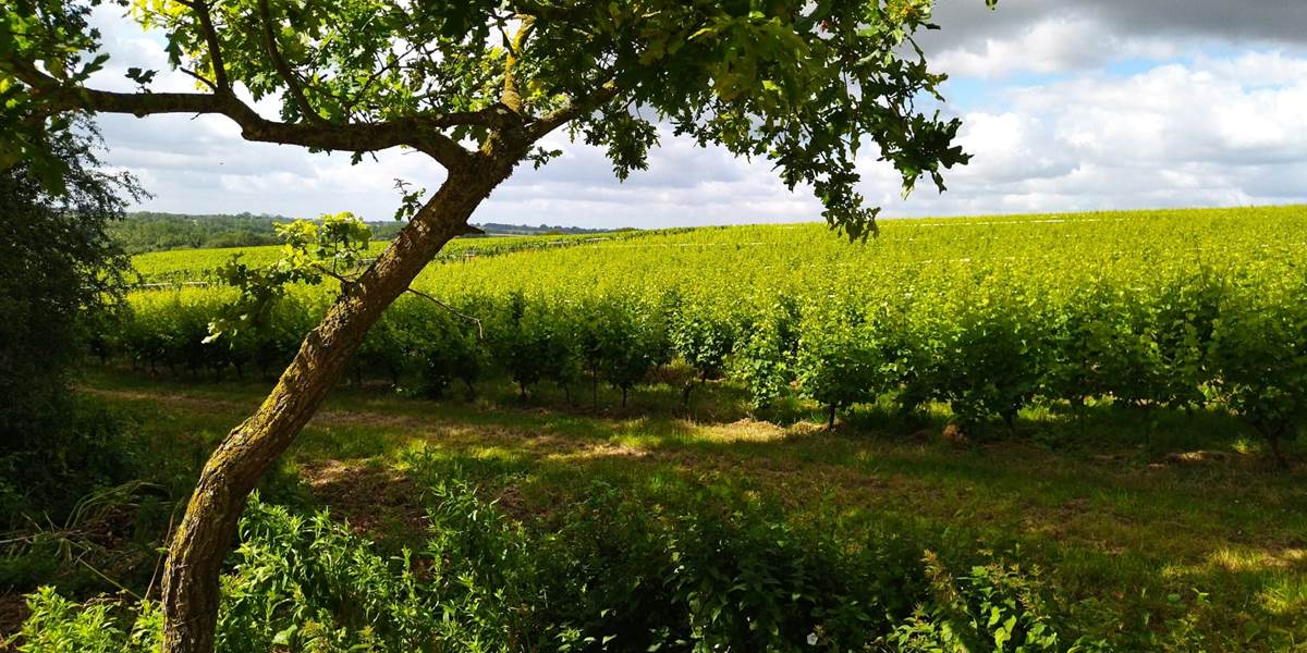 Vignes